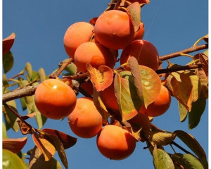 kaki Nikita's Gift (Rosseyanca x Diospyros Kaki) 160-170 cm - Img 1