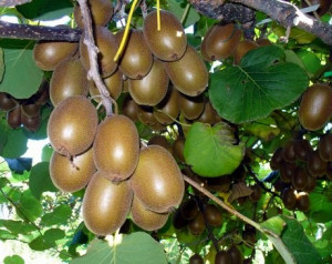 Kiwi Hayward clona 8 (actinidia deliciosa) femela 10 cm - Img 2