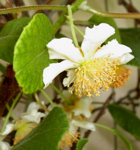 Kiwi Hayward clona 8 tomuri (actinidia deliciosa) mascul 10 cm