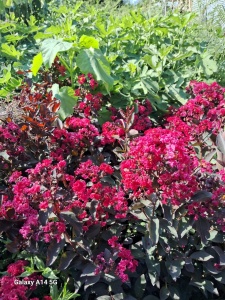 Lagerstroemia indica Double Feature (liliac indian rosu cu inflorire repetata ) 60-80 cm