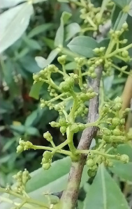 Piperul Citron (Zanthoxyllum Armatum ) 160-180cm
