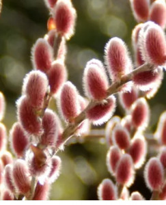 Salix gracilis Mt Aso
