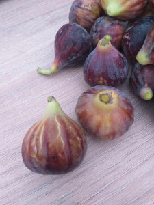 Smochin Ficus carica GRISE DE TARASCON 60-80 cm - Img 2