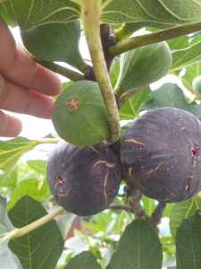SMOCHIN VIOLETTE DE NORMANDIE