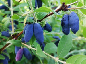 Afin siberian Lonicera Kamtschatica,, Atut''