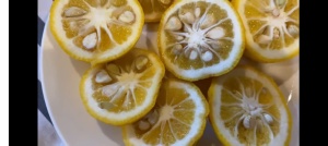 CITRUS YUZU, lamai rezistent la inghet - Img 6