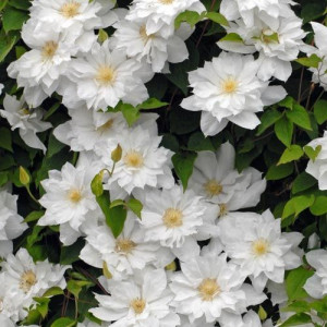 Clematis Isago 1m - Img 2