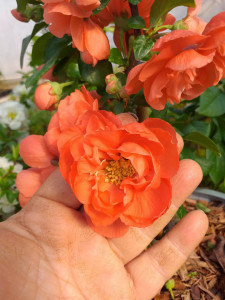 GUTUI JAPONEZ PORTOCALIU CU FLORI BATUTE CHAENOMELES SPECIOSA ORANGE STORM 100-120cm - Img 3