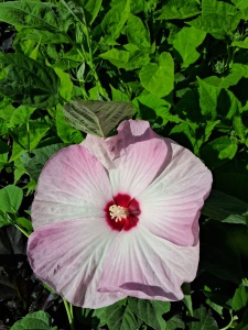 Hibiscus Moscheutos Luna Pink Swirl
