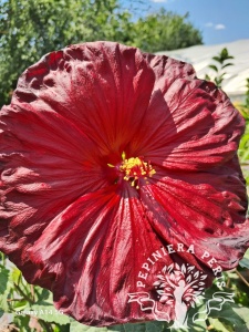 HIBISCUS MOSCHEUTOS ROBERT FLEMING