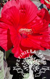 HIBISCUS SUMMERIFIC CRANBERRY CRUSH
