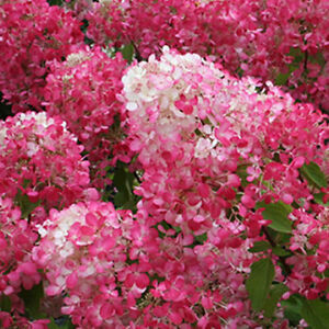 Hortensia paniculata Diamant Rouge