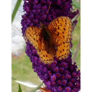 Liliac de vara Buddleja Davidii,, Royal Red - Img 3