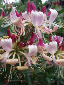 Lonicera Flagrant Cloud - Img 3