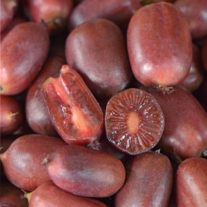 Mini kiwi Actinidia arguta Scarlet September femela 100-120 cm