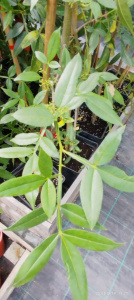 PIPER CITRON