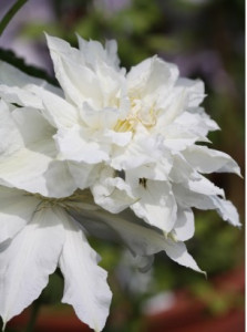 Clematis Isago 1m - Img 3