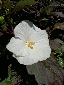 HIBISCUS MOSCHEUTOS SUMMERIFIC COOKIES AND CREAM