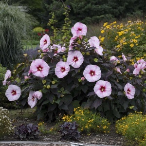 Hibiscus moscheutos Summerific Perfect Storm