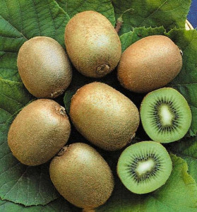 Kiwi Hayward clona 8 (actinidia deliciosa) femela 10 cm