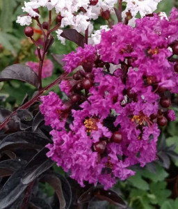 Liliac indian mov Lagerstroemia indica Black Diamont Purley Purple