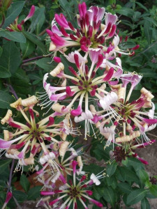 Lonicera Flagrant Cloud