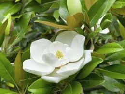 Magnolia grandiflora Galissoniera 70-90 cm - Img 2