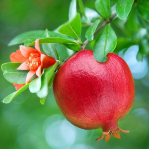 Rodia -rodie( Punica Granatum Wonderful) 150-160 cm - Img 2