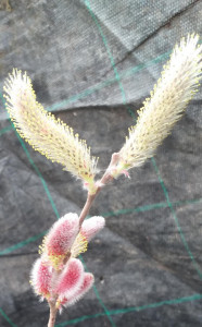 Salix gracilis Mt Aso - Img 3