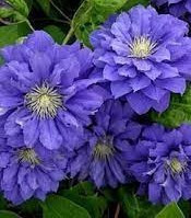 Clematis Kiri Te Kanawa 80-100 cm