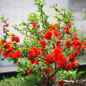 GUTUI JAPONEZ PORTOCALIU CU FLORI BATUTE CHAENOMELES SPECIOSA ORANGE STORM 100-120cm - Img 5