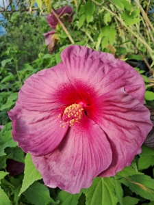 HIBISCUS MOSCHEUTOS FANTASIA - Img 3