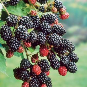 Mur fara spini Rubus fructicosus Chester