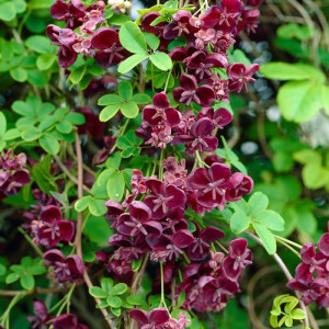 Akebia quinata sau Vita de ciocolata