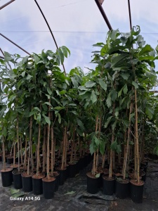 Banana Nordului-Paw-Paw -Asimina triloba Prima 150-160cm - Img 2