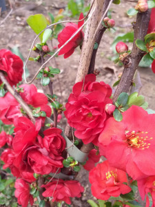 CHAENOMELES SPECIOSA SCARLET STORM 100-120 CM - Img 2