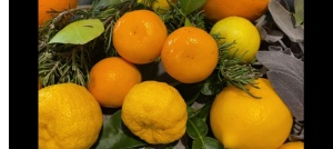 CITRUS YUZU, lamai rezistent la inghet - Img 7