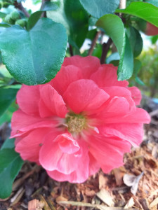 GUTUI JAPONEZ ROZ BATUT CHAENOMELES JAPONICUS PINK STORM 100 CM