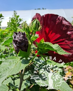 HIBISCUS MOSCHEUTOS ROBERT FLEMING - Img 2