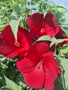 Hibiscus moscheutos Summerific My Valentine