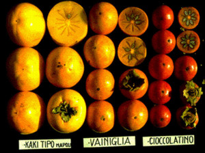 Kaki CIOCCOLATINO la ghiveci 160-180 cm - Img 3