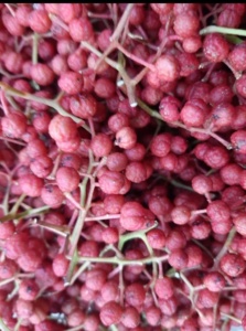 Piperul de Sichuan (Zanthoxylum piperitum)