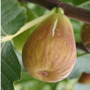 Smochin Goutte D'or 50-60 cm
