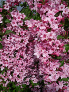 Weigela florida Rosea 50-70 cm - Img 2