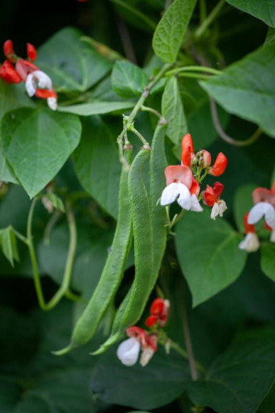Fasolea Phaseolus coccineus