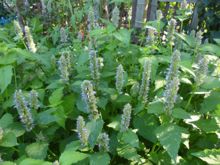 Lofant Lophanthus Anisatus Es Una Planta Medicinal Con Efecto Bioestimulante Foto De Archivo - Foto 3