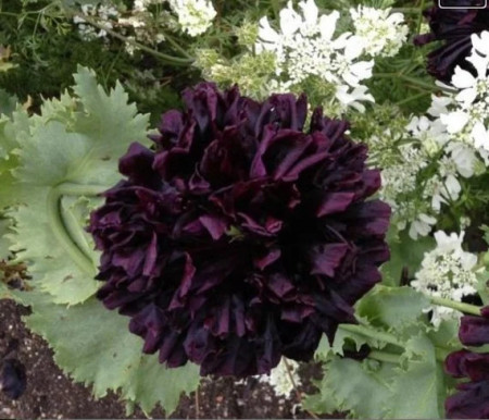 Mac Black Paeony