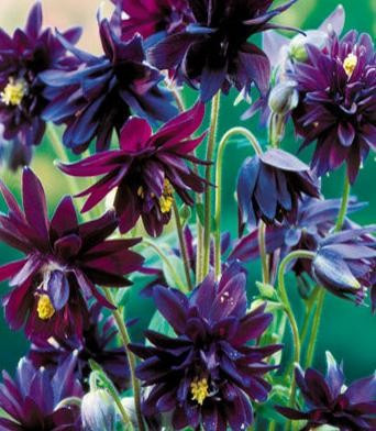 Caldarusa-Aquilegia vulgaris Black Barlow