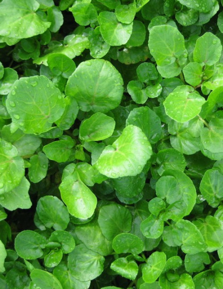 Năsturelul-Nasturtium officianale
