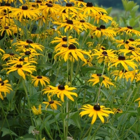 Rudbeckia Fulgida Goldsturm